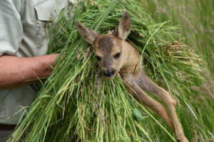 Landwirt Mathias Mäser mäht Wiesenfläche und der Jäger Harald Zingg rettet ein Kitz