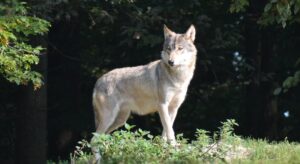 Wölfe in Niedersachsen: Bericht der LJN zum Wolfsmonitoring im 03/2022